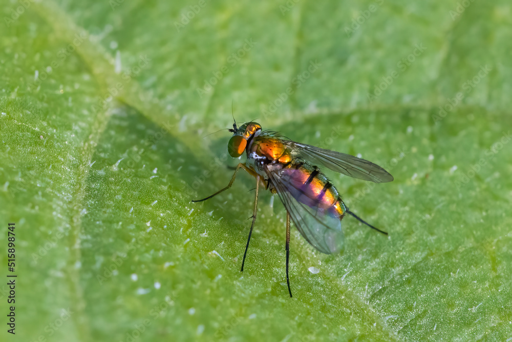 Fototapeta premium long legged fly (Condylostylus sipho)