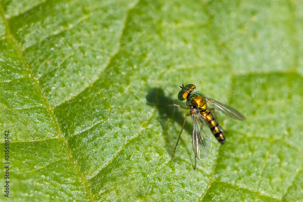 long legged fly (Condylostylus sipho) long legged fly (Condylostylus sipho)