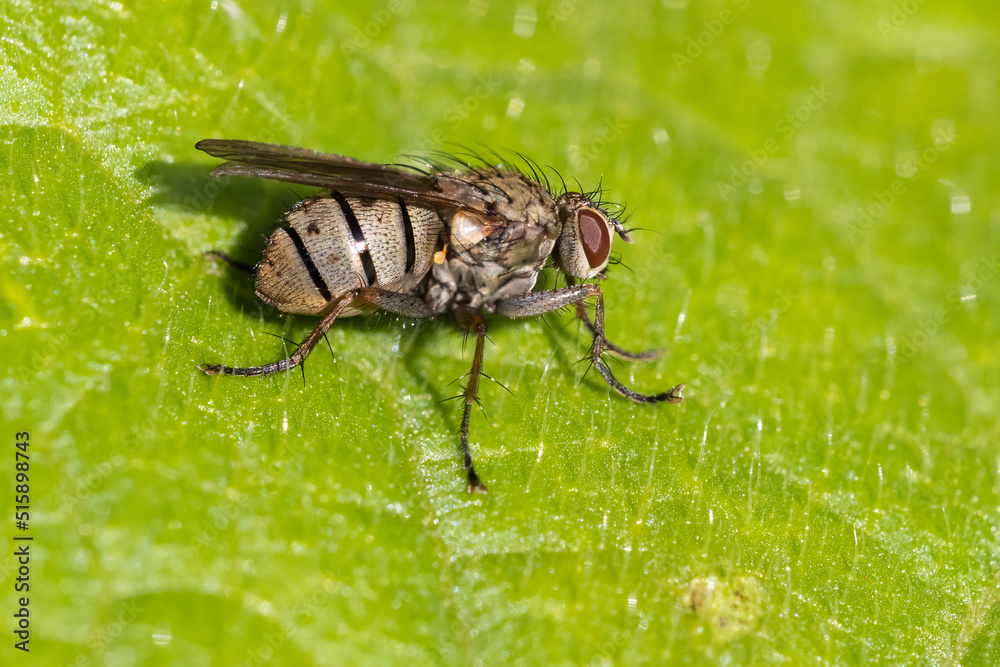 tachinid fly with prey tachinid fly with prey
