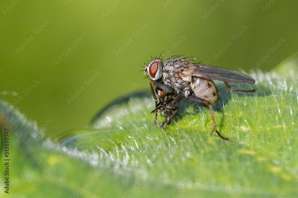 tachinid fly with prey tachinid fly with prey