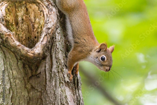 American red squirrel (Tamiasciurus hudsonicus)  photo