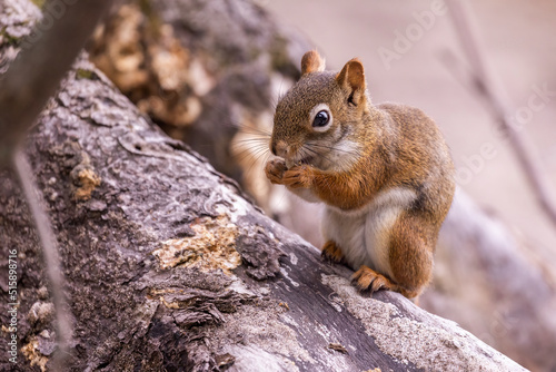 American red squirrel (Tamiasciurus hudsonicus) 