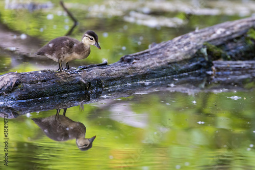 Baby wood duck or Carolina duck (Aix sponsa)