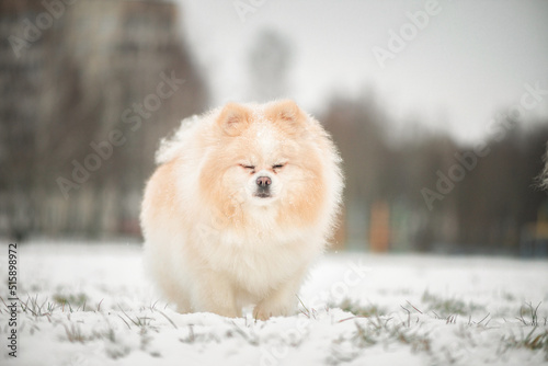 Beautiful purebred Spitz on a walk in the winter park. © shymar27