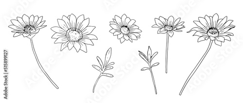 Set with black and white chamomile flowers and leaves. Collection with floral linear design elements