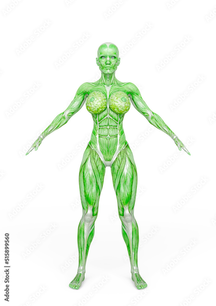 female bodybuilding in muscle maps in white background female bodybuilding in muscle maps in white background