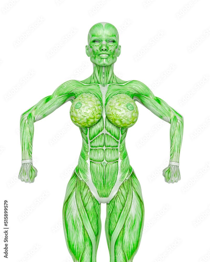 female bodybuilding in muscle maps is doing a bodybuilder pose four in white background close up view female bodybuilding in muscle maps is doing a bodybuilder pose four in white background close up view