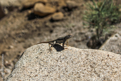 Wild Lizard Basking in the Sun on a Rock in Sequoia National Park