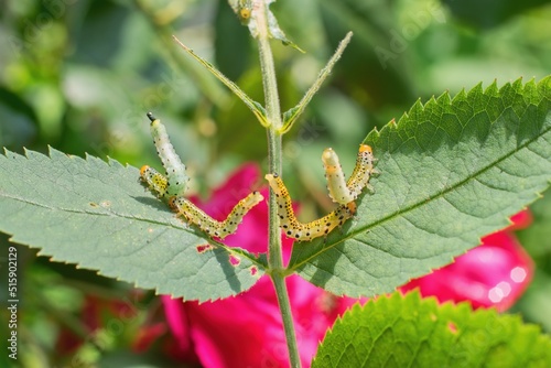 Group of small caterpillars damaging rose flower leaves in the garden.