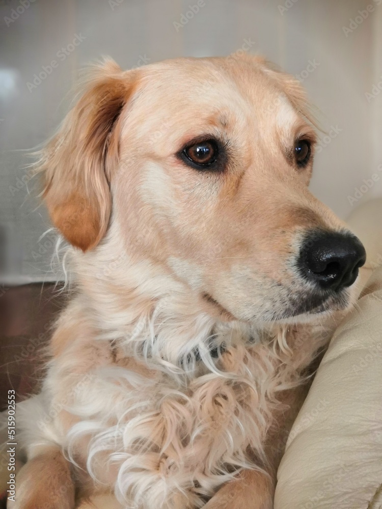 Golden retriever sur canapé ton sur ton