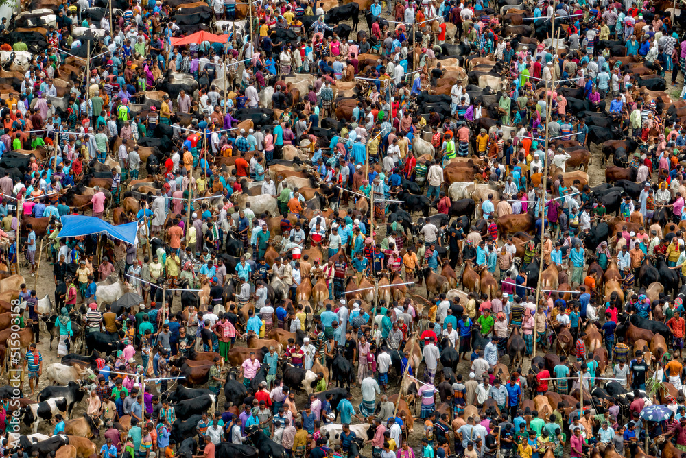 Fototapeta premium Eid ul Adha Cattle Market in Bangladesh