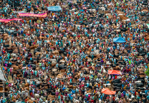 Eid ul Adha Cattle Market in Bangladesh