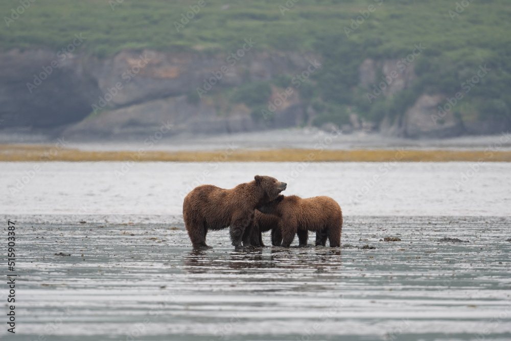 Alaskan brown bear sow and cubs Alaskan brown bear sow and cubs