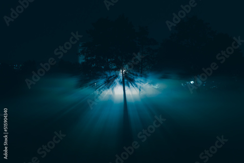 Oświetlone drzewo nocą we mgle