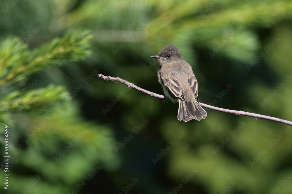 Moucherolle Phébi juvénile frais sortie du nid en situation d'alimentation par oiseau adulte
