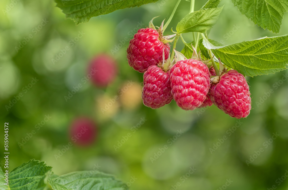 branch of ripe raspberries in garden on green background branch of ripe raspberries in garden on green background