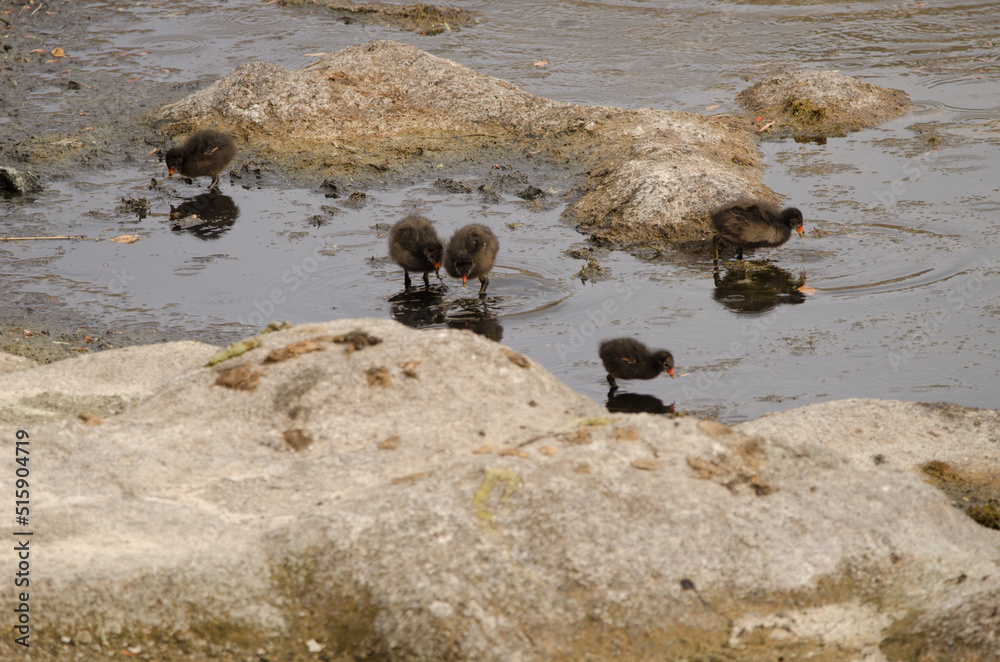 Fototapeta premium Chicks of Eurasian common moorhen Gallinula chloropus chloropus searching for food. Tecina. La Gomera. Canary Islands. Spain.