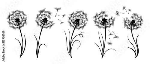 A set of drawn dandelions with flying fluffs. Line art. Floral templates, print, icons, vector