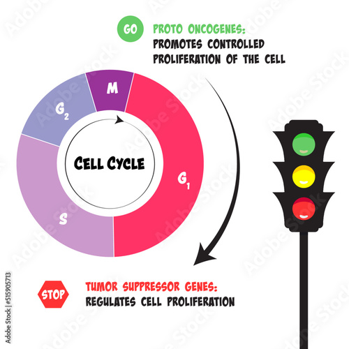 Functions of proto oncogenes and tumor suppressor genes in the cell cycle photo