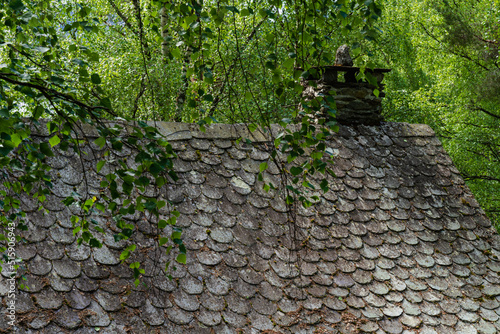 A.traditional slate roof between the birches at Valdresmusea Folk Museum, Fagernes, Oppland, Norway. photo