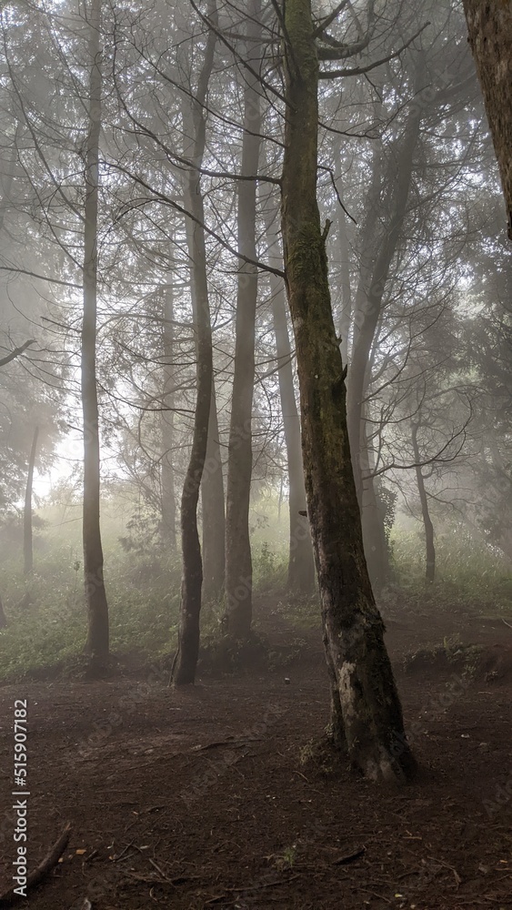 fog in the forest