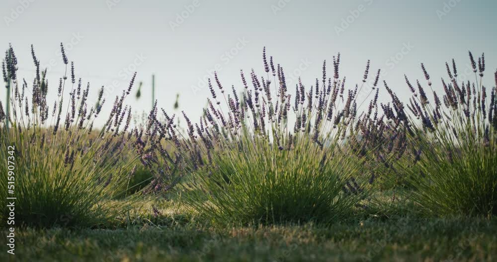 Lavandin bushes on the field, medicinal plant and beautiful field