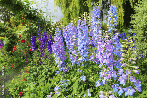 Blue-purple larkspur just after the rain photo