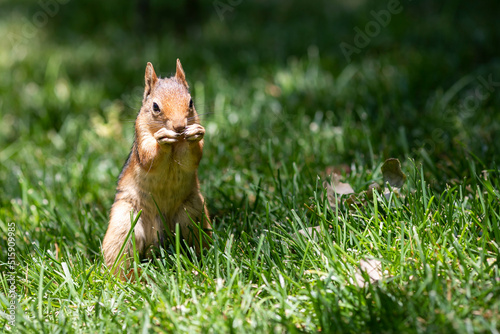 Red Squirrel in the forest