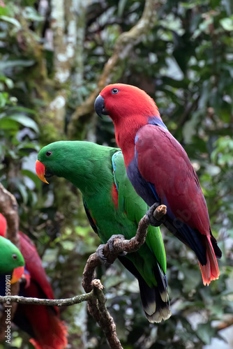 Red and green lory parrots with their vivid and beautiful feather on a tree branch