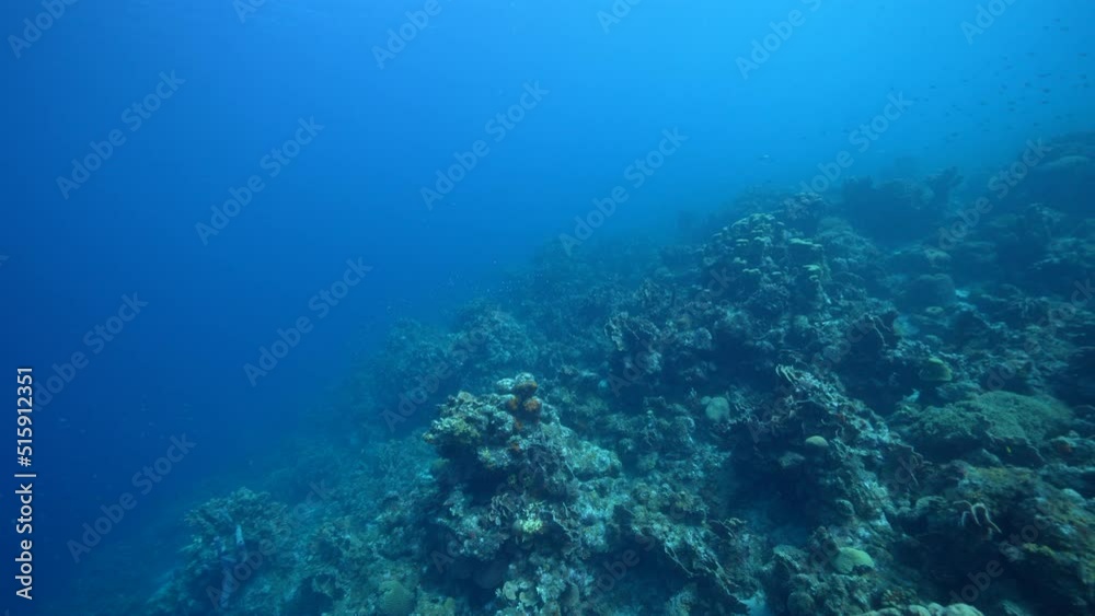 FPV style: Seascape with various fish, coral, and sponge in the coral reef of the Caribbean Sea, Curacao FPV style: Seascape with various fish, coral, and sponge in the coral reef of the Caribbean Sea, Curacao