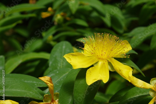 Żółte kwiaty w ogrodzie botanicznym