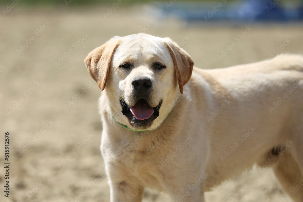 Purebred  labrador enjoy the summer