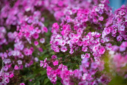 Beautiful purple-pink flowers in the village near the fence in spring. Floral background.