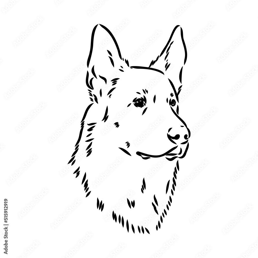 pedigree dog drawn in ink by hand without a background