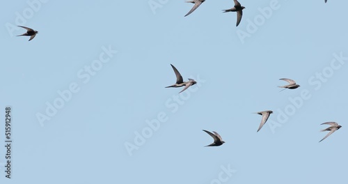 Flock of common swift