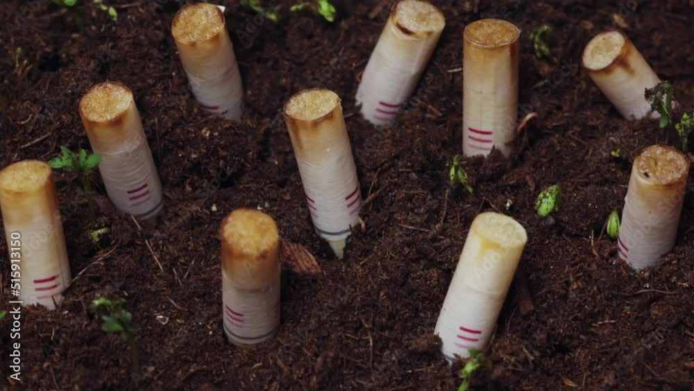 Green plants are sprouting through soil with stuck cigarette butts filmed in timelapse. Macro view of grass growing on the ground spoilt by tobacco rubbish. Concept of environmental pollution problems Green plants are sprouting through soil with stuck cigarette butts filmed in timelapse. Macro view of grass growing on the ground spoilt by tobacco rubbish. Concept of environmental pollution problems
