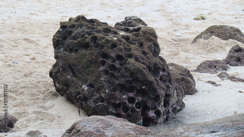 dead sea urchin