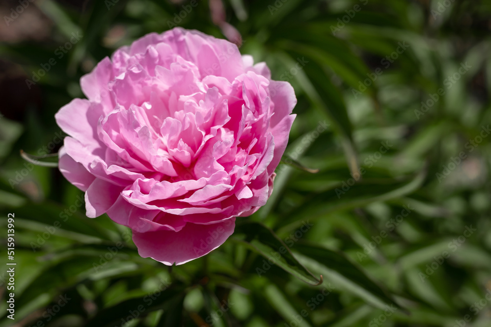 Pink peony (Paeonia sp) flower on green background.
