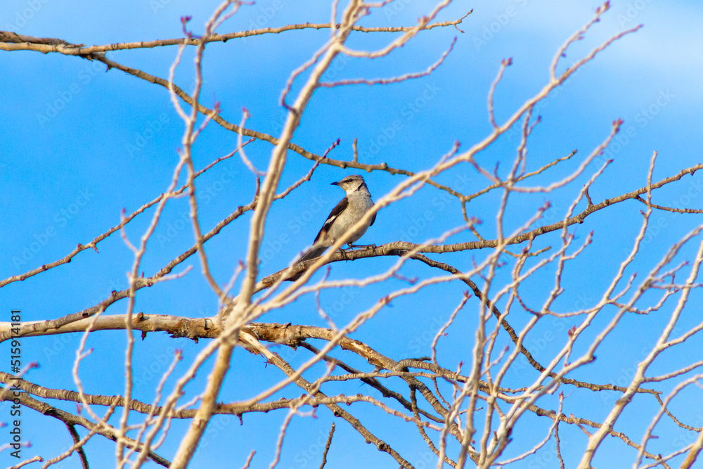A Northern Mockingbird perched on a bare tree branch A Northern Mockingbird perched on a bare tree branch