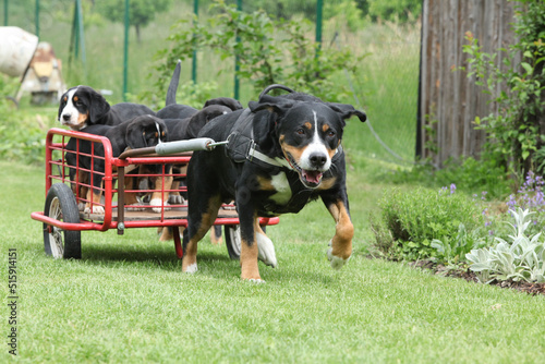 Bitch of Greater Swiss Mountain Dog with its puppies photo