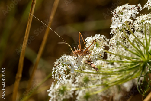 Grasshopper (Pholidoptera femorata) sitting on a plant close-up © TETYANA