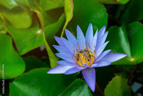 Close up bee on pollen of beautiful lotus flower or water lily in sunlight  shallow depth of field