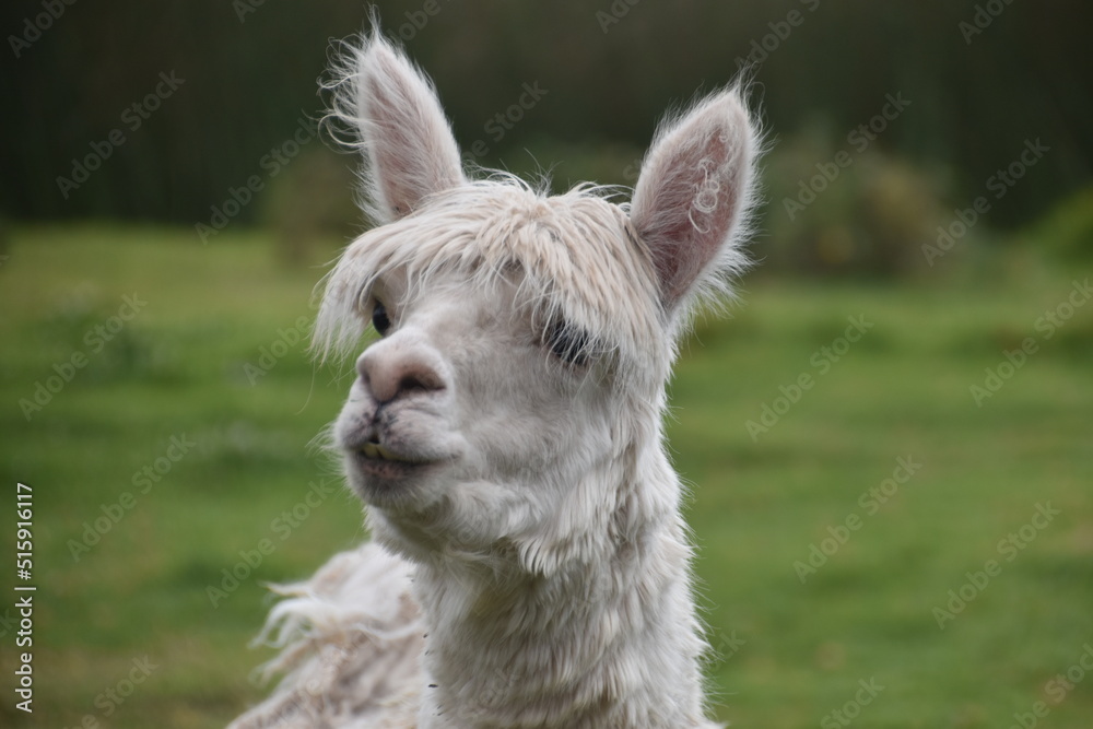 A cute Alpaca posing for the camera in Peru