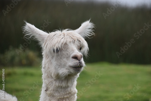 A cute Alpaca posing for the camera in Peru © ChrisOvergaard
