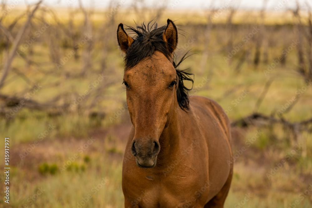 Fototapeta premium Wild Horse Looks Up From Grazing