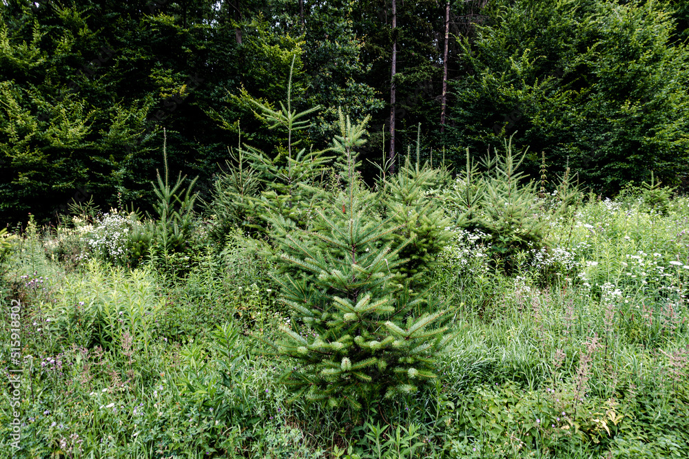 Fototapeta premium Wiederaufforstung im Mischwald