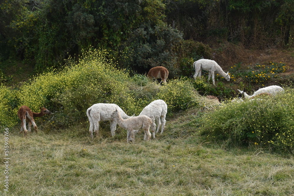 The wild Alpacas roaming the Saqsaywaman ruins above Cusco in Peru The wild Alpacas roaming the Saqsaywaman ruins above Cusco in Peru