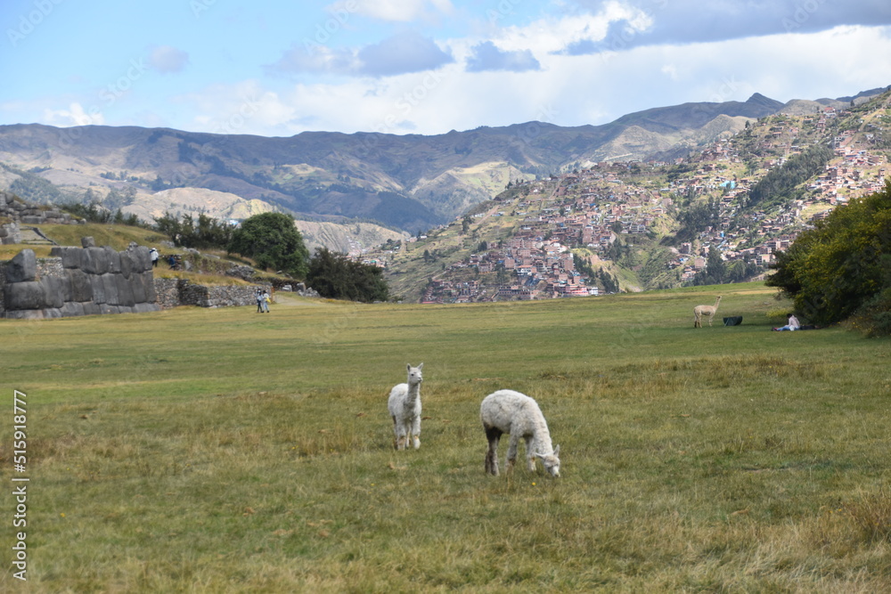 Fototapeta premium The wild Alpacas roaming the Saqsaywaman ruins above Cusco in Peru