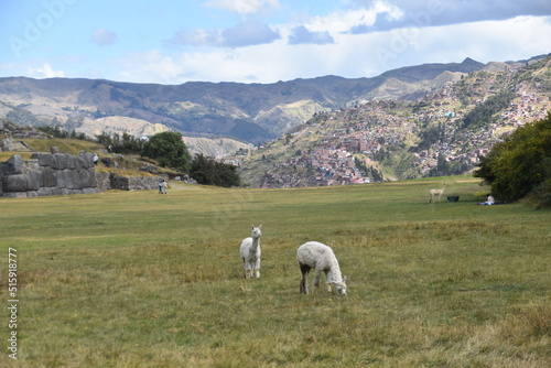 The wild Alpacas roaming the Saqsaywaman ruins above Cusco in Peru