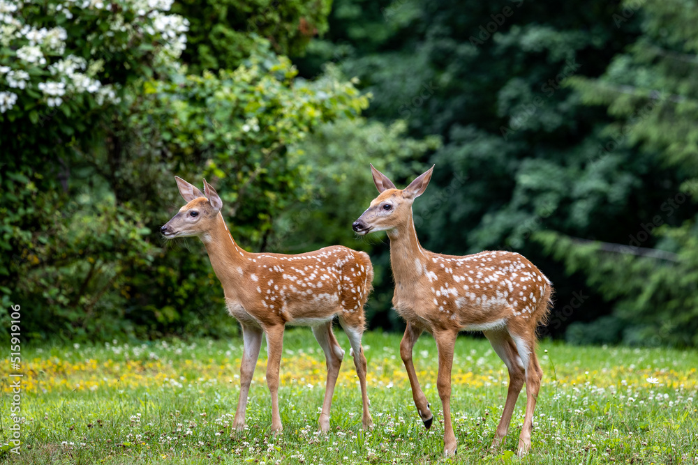 Naklejka premium Two Fawns
